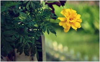 寫一句關(guān)于菊花的詩(shī)句嗎