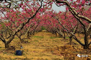 關(guān)于桃花耐情的詩句