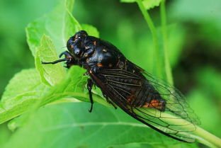 關(guān)關(guān)于蟬的詩(shī)句