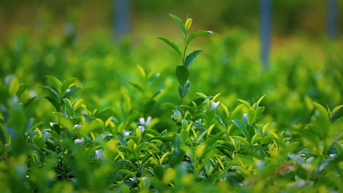 三蘇關(guān)于茶的詩(shī)句