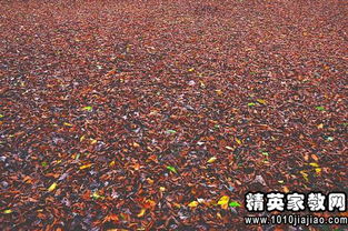 詩句,句子,唯美,落葉