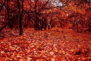 杜牧寫的關于秋天的詩句是什么意思