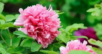 描寫牡丹的古詩(shī)句有哪些