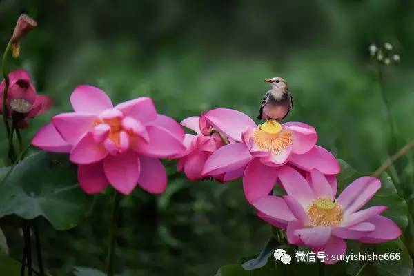 直接抒情和間接抒情的詩句,借明月抒情的詩句古詩,用月抒情的詩句古詩
