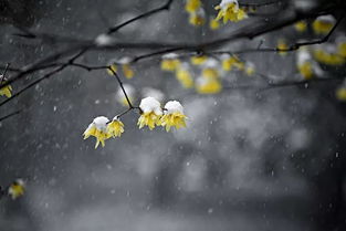 古詩(shī)文中有類(lèi)似意境的詩(shī)句