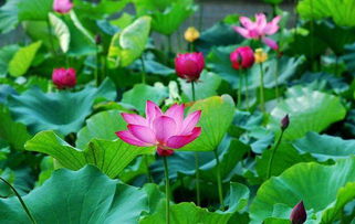 古詩(shī)中吟誦荷花的詩(shī)句有哪些