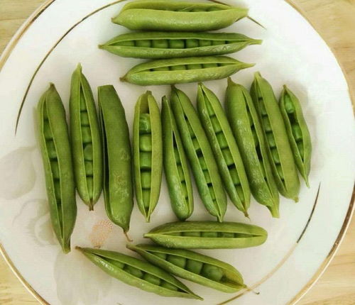 關(guān)于描寫豆莢的詩句