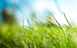 關(guān)于小草美的詩句