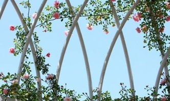 關于五月的唯美古詩句