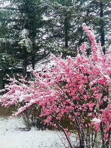 關(guān)于五月飛雪的詩句