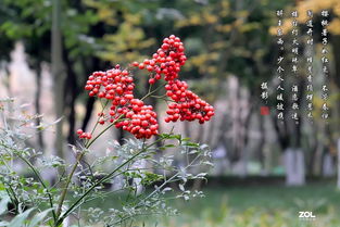 古詩紅豆的詩句