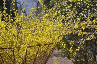 關(guān)于花蕾的詩(shī)句