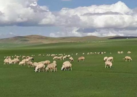 關于白云小鳥的詩句