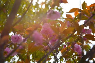 描寫(xiě)含苞待放的古詩(shī)句