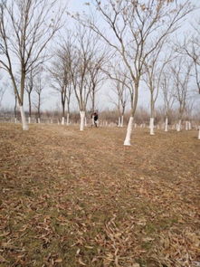 關(guān)于感恩的心的詩句落葉