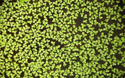 文天祥關于浮萍的詩句