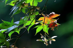 描寫秋天山的詩句古詩大全