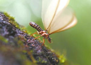 關(guān)于白蟻的詩句