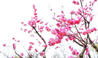 關(guān)于梅花的詩句唯美