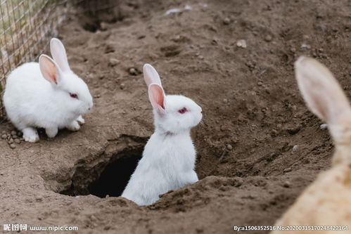 關(guān)于小白兔的詩(shī)句四字