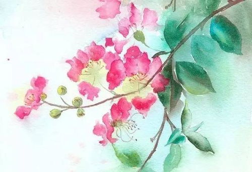 紫薇花古詩杜牧,紫薇花古詩白居易,紫薇花古詩賞析