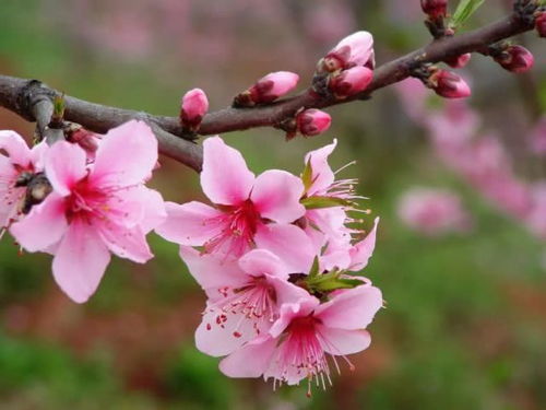 詩句,文庫,桃花