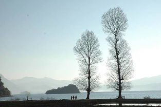 樹(shù)的現(xiàn)代詩(shī)句古詩(shī)