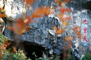 原始森林,詩(shī)句