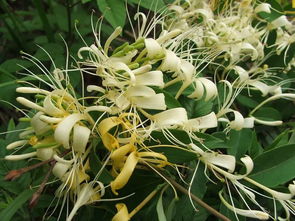 描寫金銀花花的詩句古詩大全