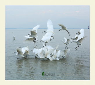 白鷺的詩句關于白鷺的詩句
