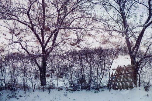 我想,詩句,下雪