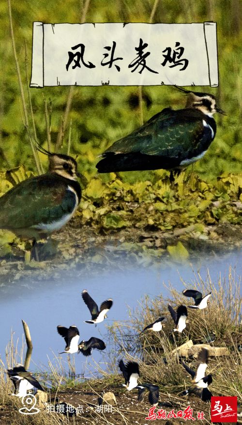 借雁抒情的兩個(gè)古詩句子