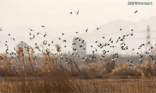 關(guān)于描寫農(nóng)家的詩句