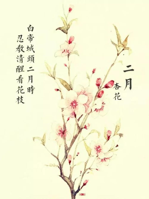 古詩(shī),詩(shī)句,春花