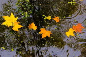 關于描寫秋雨的詩句古詩,秋雨的詩句美好古詩,江南秋雨的詩句古詩