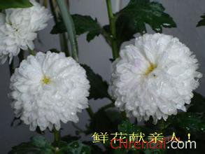 緬懷親人去世的古詩句