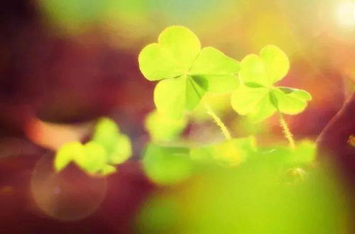 小草花的詩句古詩