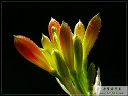 關(guān)于君子蘭花的詩(shī)句