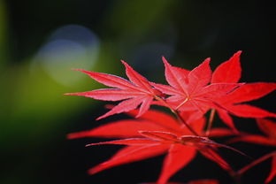 古詩詞,寓意,詩句,楓葉