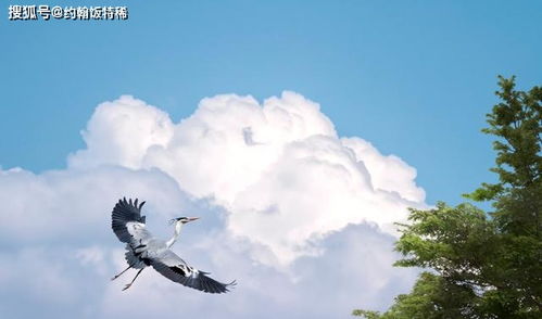 關(guān)于秋開(kāi)頭的詩(shī)句