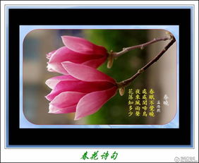 有關(guān)于春花的詩句