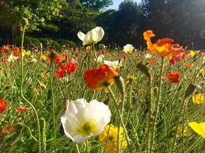 關于愛花惜花的詩句