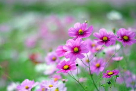 春天關于野花的詩句有