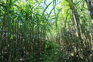 關(guān)于農(nóng)業(yè)興旺的詩句