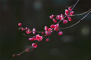 關(guān)于春的意境的詩(shī)句