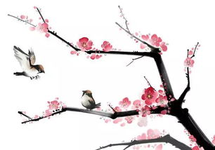 初中學(xué)了哪些關(guān)于梅花的詩(shī)句