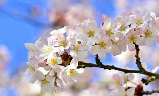 日本關于櫻花的唯美詩句