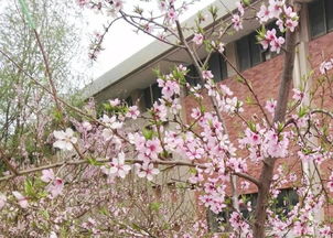 關(guān)于樹下美人的詩句