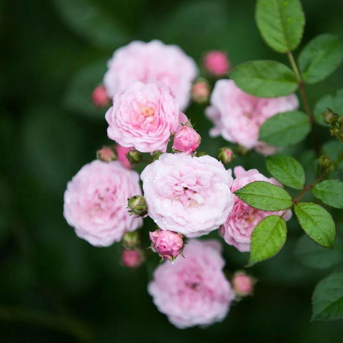 關于薔薇花好的詩句