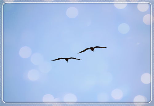 關于鳥孤獨的詩句有哪些